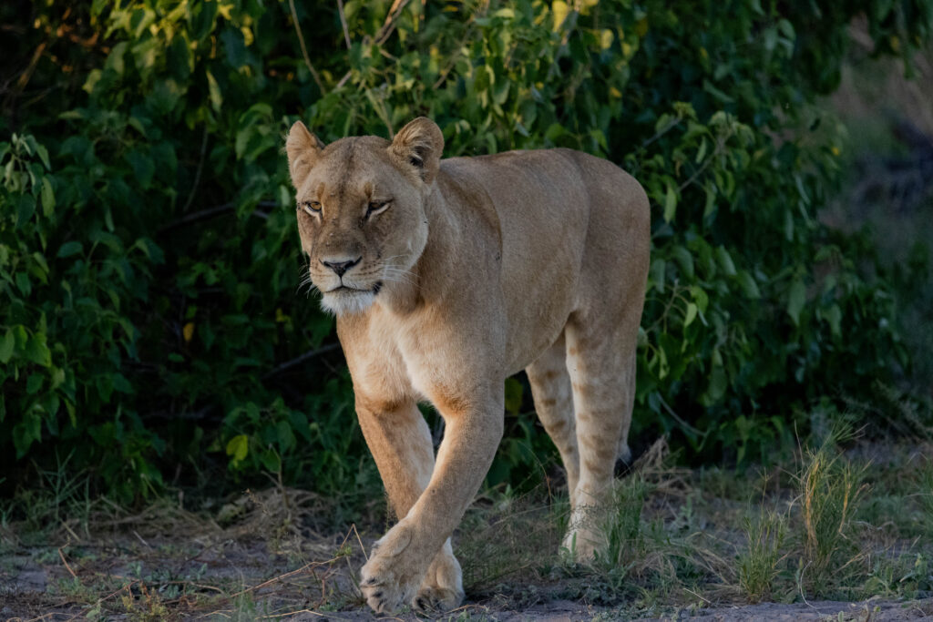 Lioness on the Prowl in Linyati Preserve in Botswana