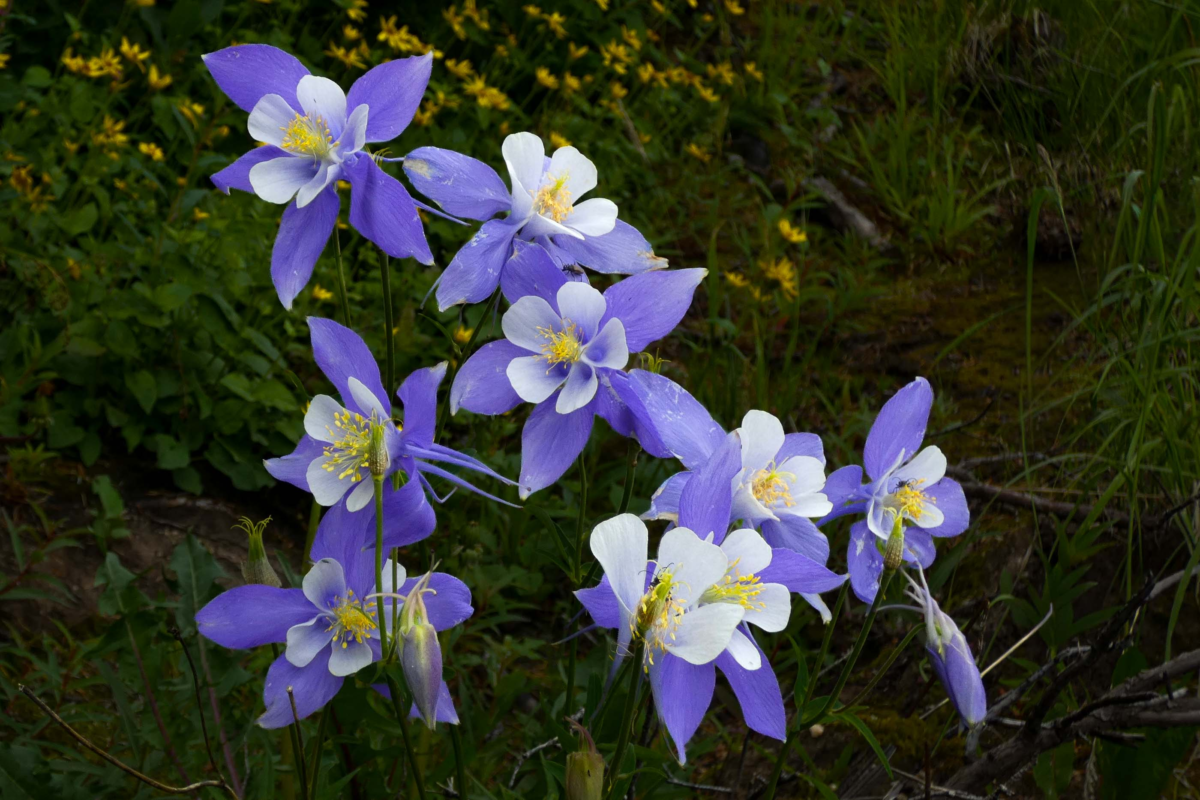 Close-up of Colorado’s state flower, the Rocky Mountain columbine, with blue-and-white petals and golden stamens against a lush meadow backdrop