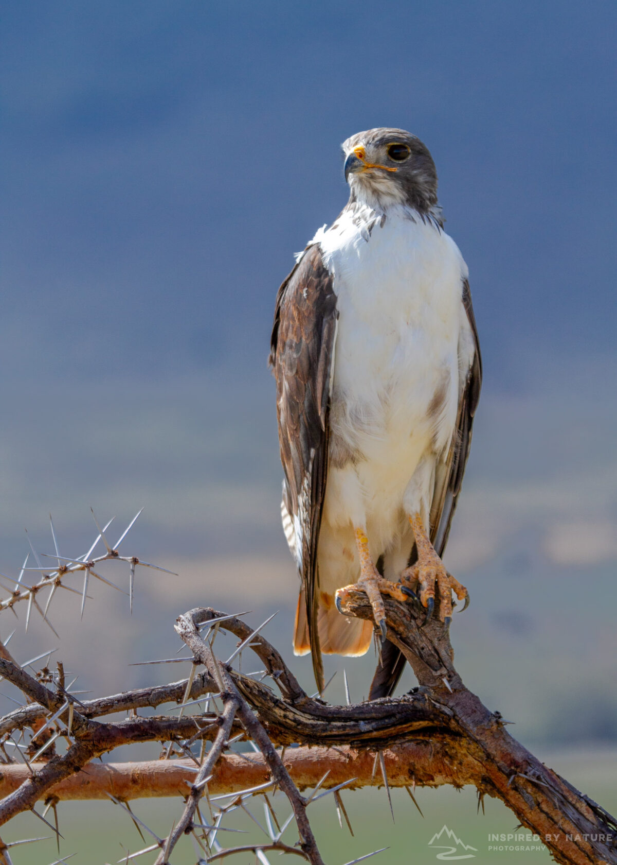 African Eagle in the Ngorongoro Conservation Area, Tanzania
