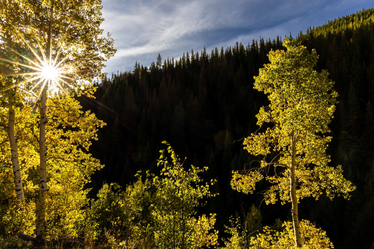 Sunstar shining through aspen trees during fall in Colorado