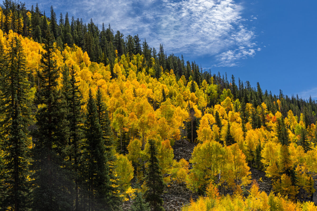 Golden aspen forest and Colorado mountains during fall color season