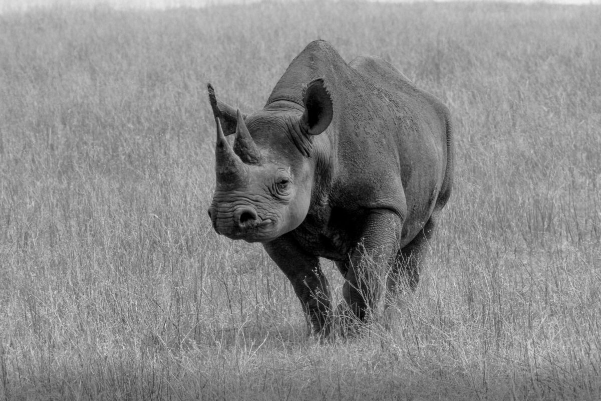 Black Rhino in Ngorongoro Conservation Area, Tanzania