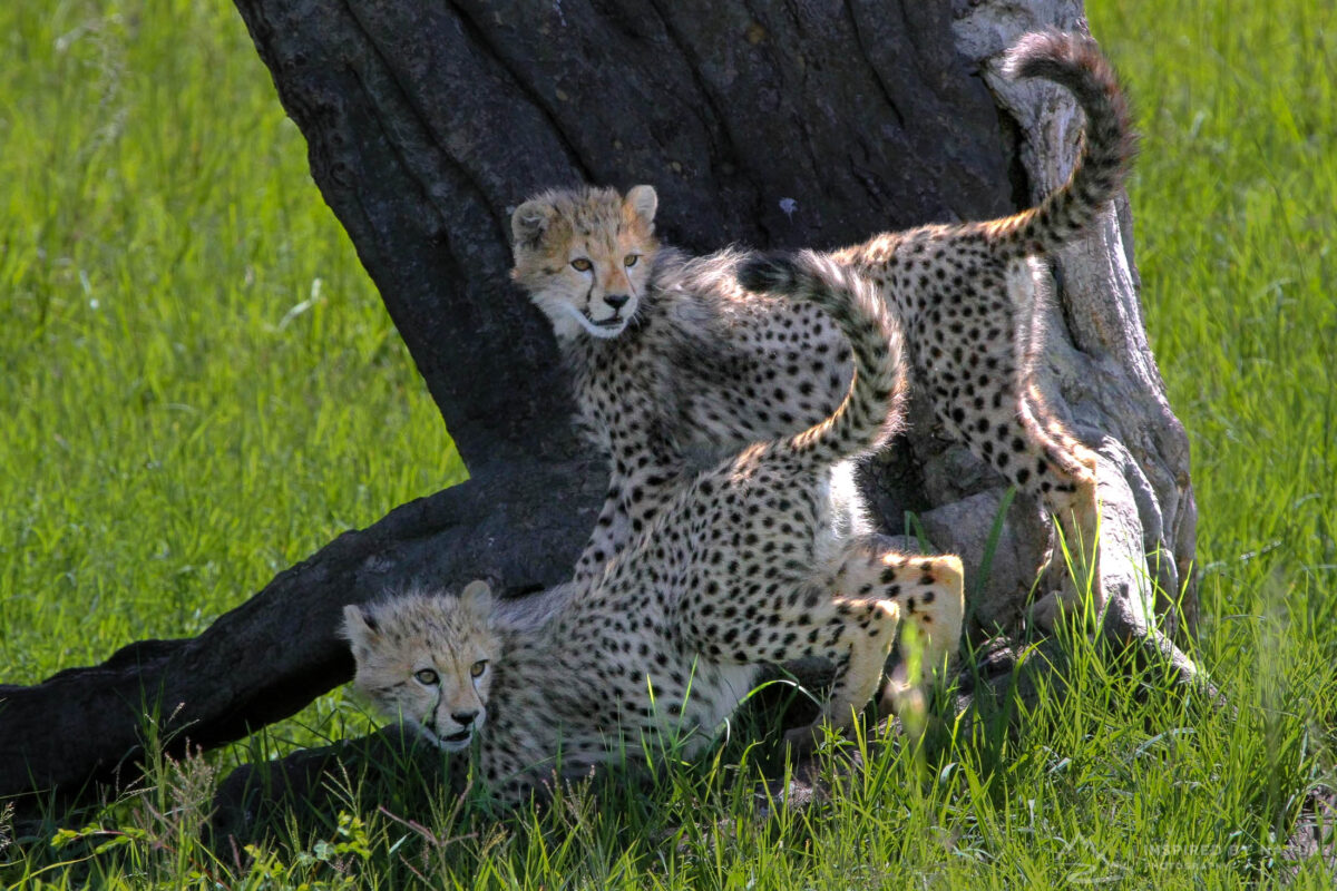 Cheetah cubs in Masai Mara National Reserve, Kenya