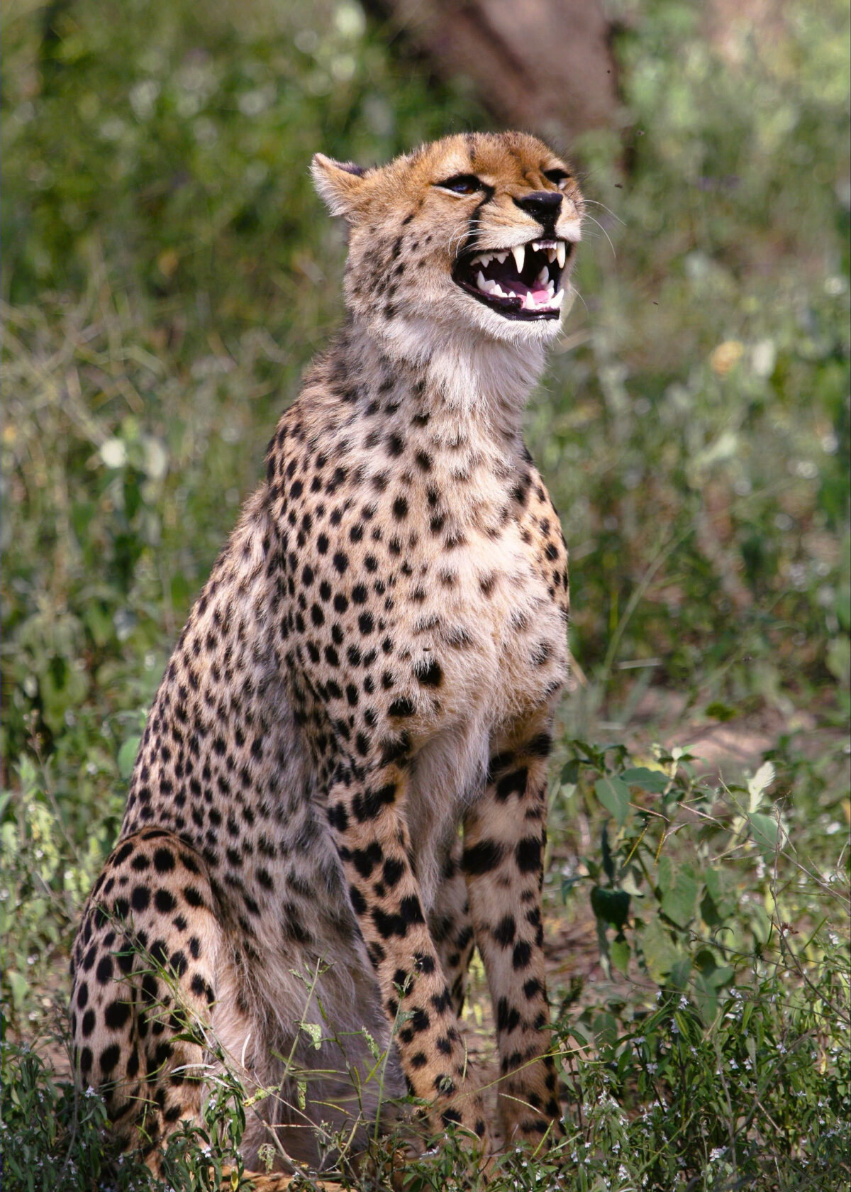 cheetah standing alert on the serengeti savanna