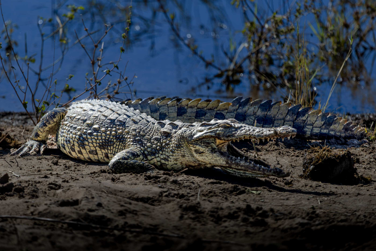 Crocodile on the bank of the Chobe River in Botswana