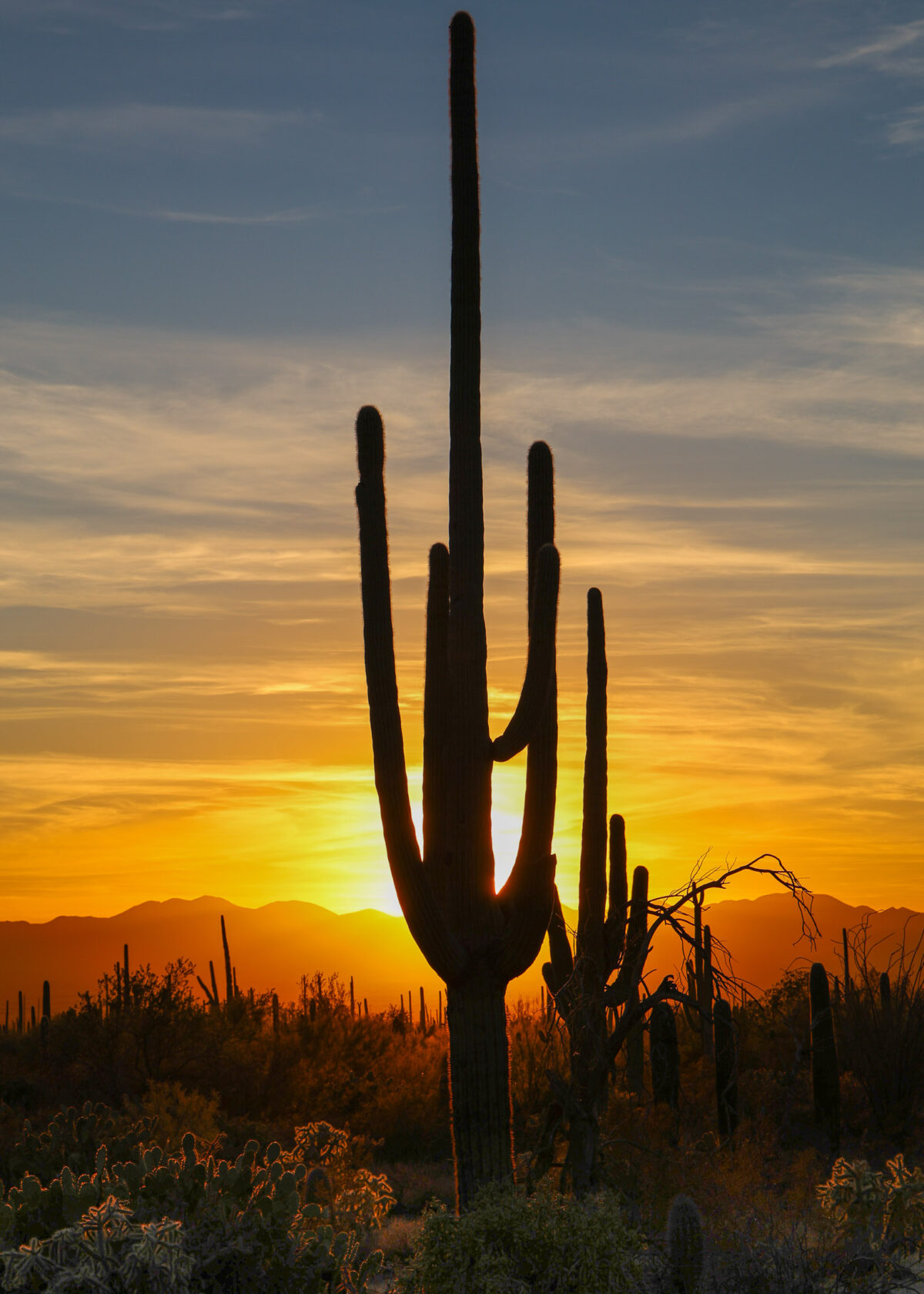 Vertical saguaro cactus silhouette at sunset in Arizona
