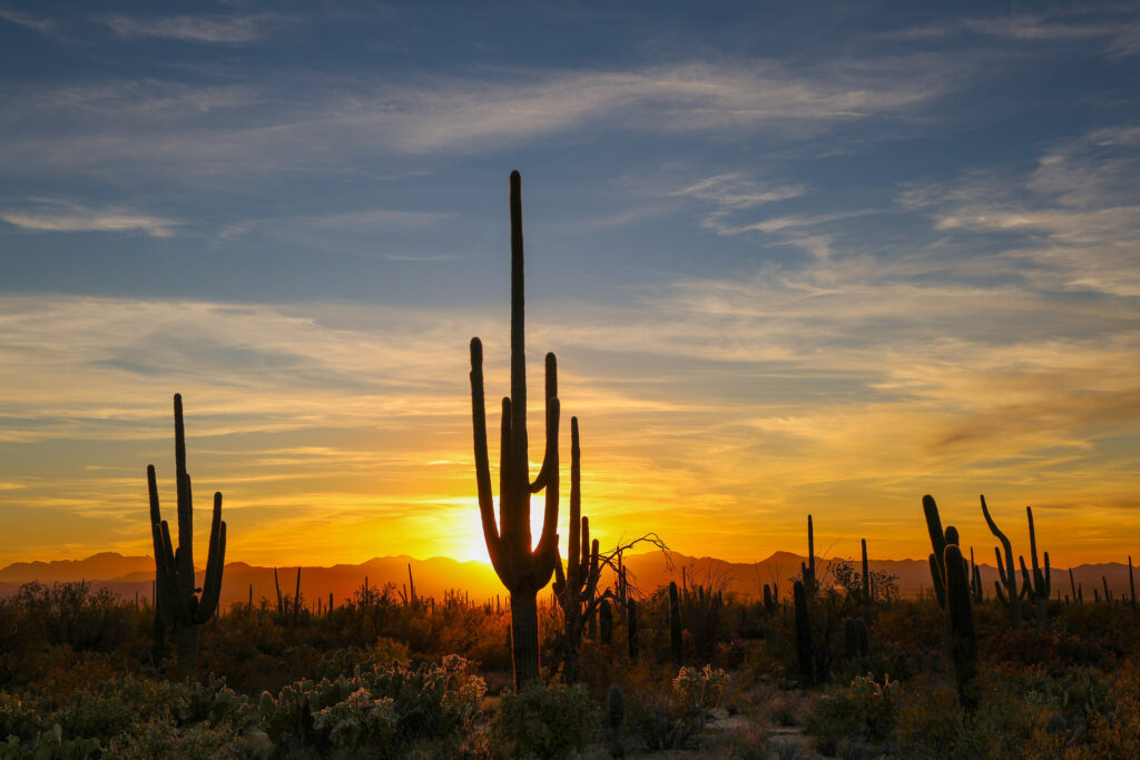 Wide Sonoran Desert sunset with saguaro cactus silhouettes