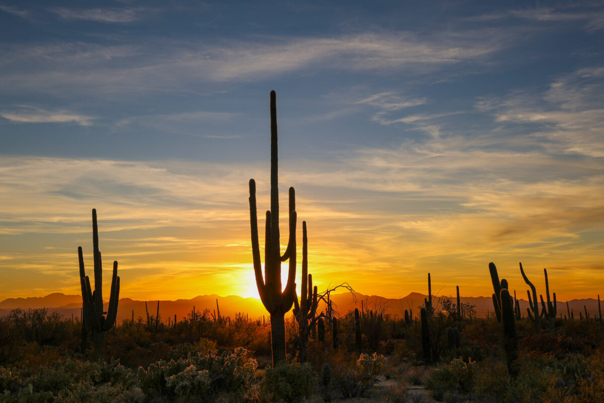 Wide Sonoran Desert sunset with saguaro cactus silhouettes