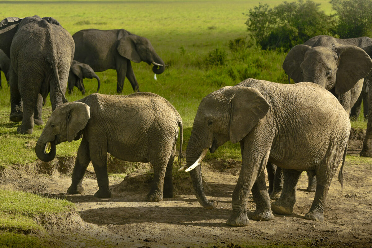Elephant gather together in Masai Mara National Reserve, Kenya
