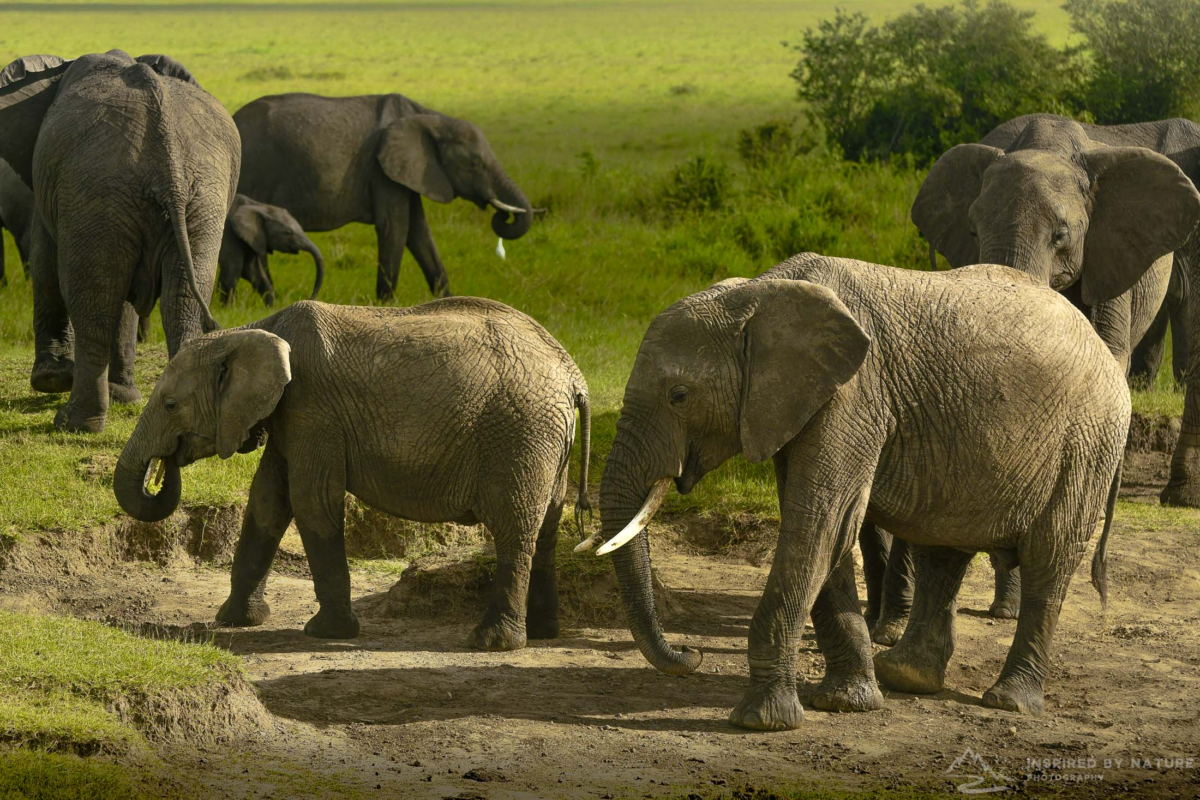 Elephants gather together in Masai Mara National Reserve, Kenya