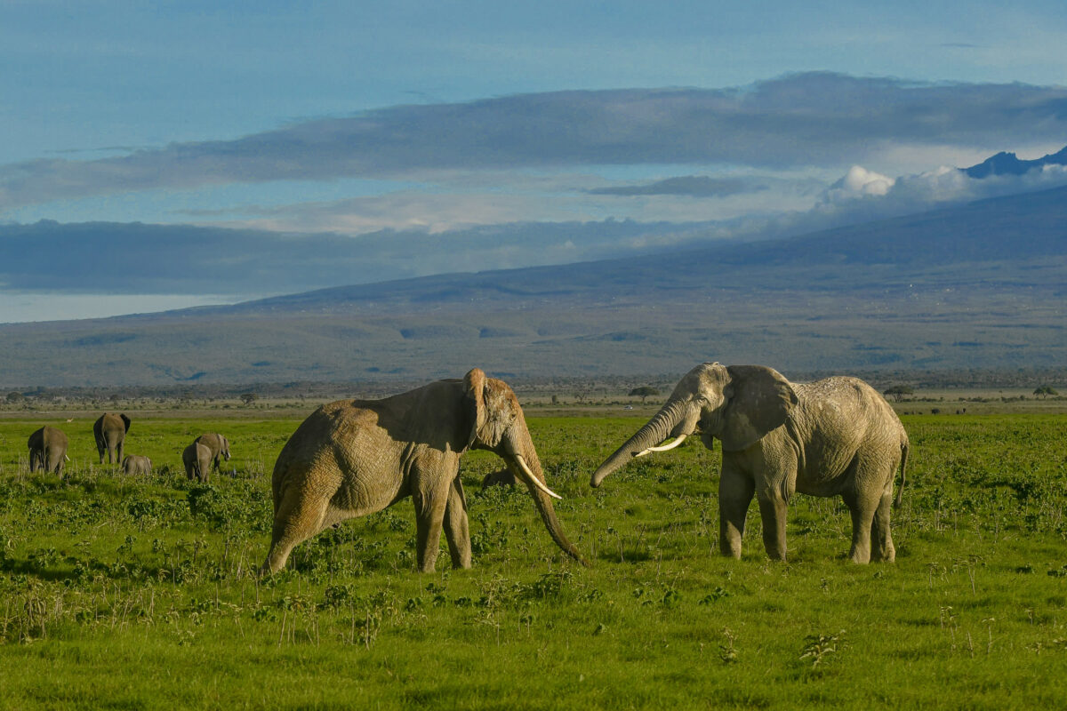 Elephants facing off in Amboseli National Park, Kenya
