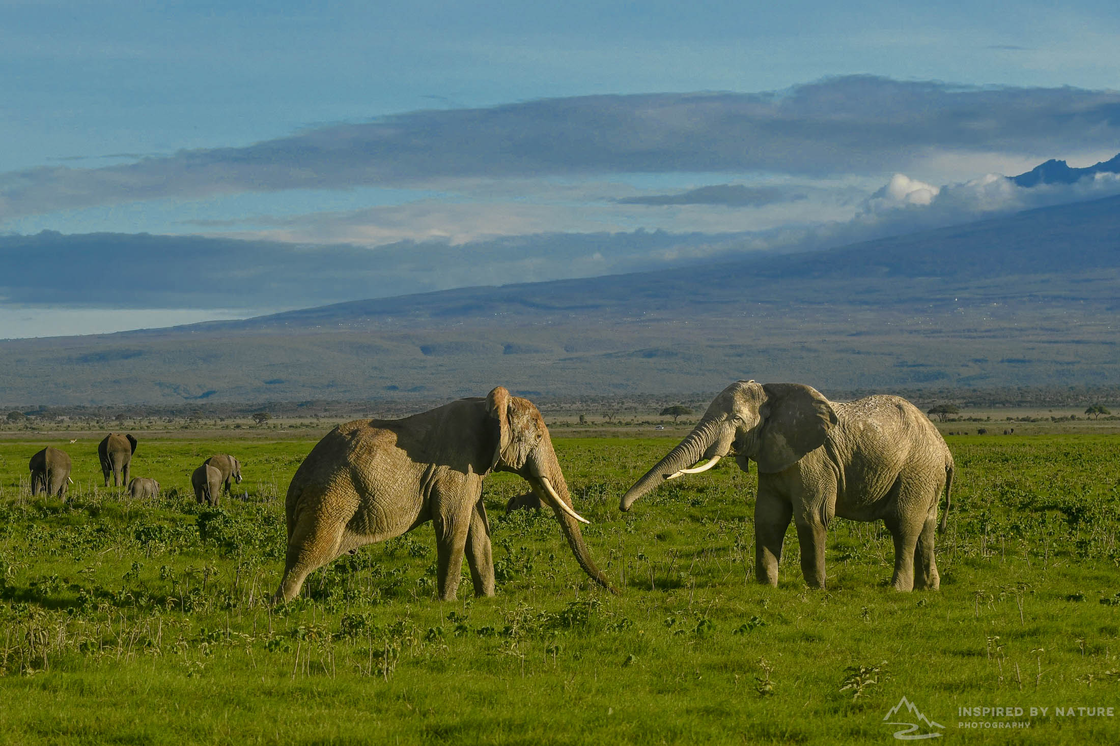 Amboseli - Africa Location Gallery