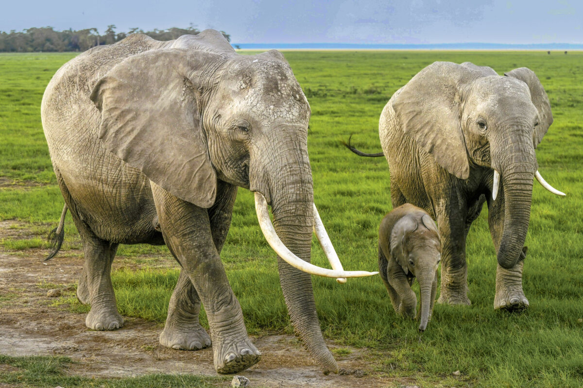 Elephant family walking closely together in Amboseli National Park, Kenya
