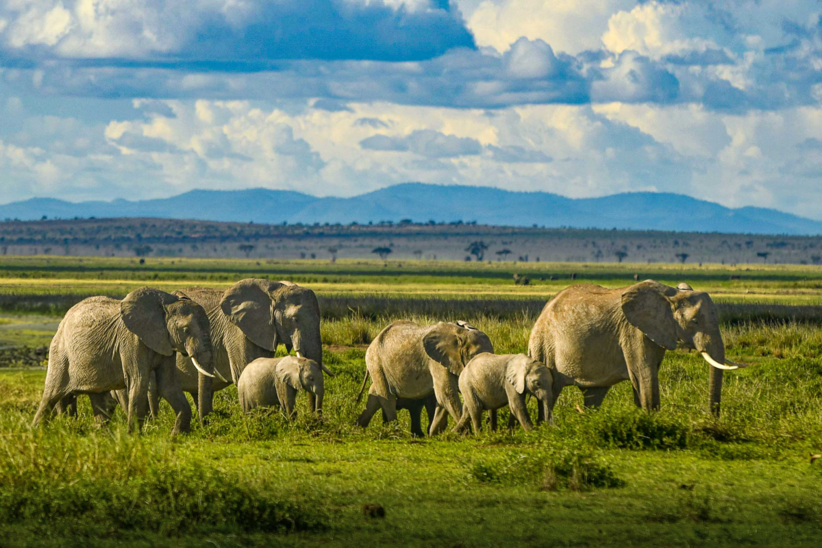 African elephant herd walking across the savanna in Amboseli National Park, Kenya, with dramatic skies and distant mountains