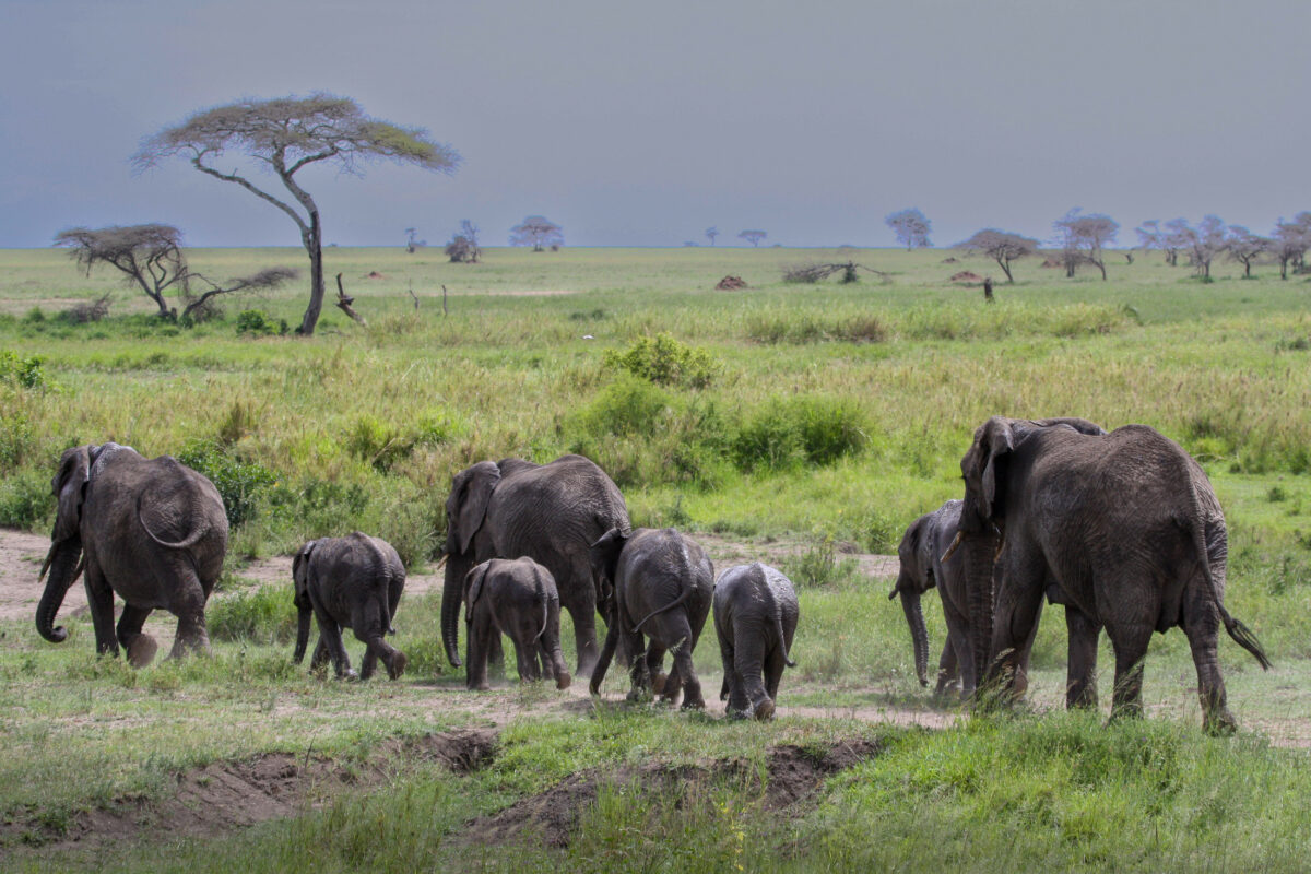 Elephants moving together in Serengeti National Park, Tanzania