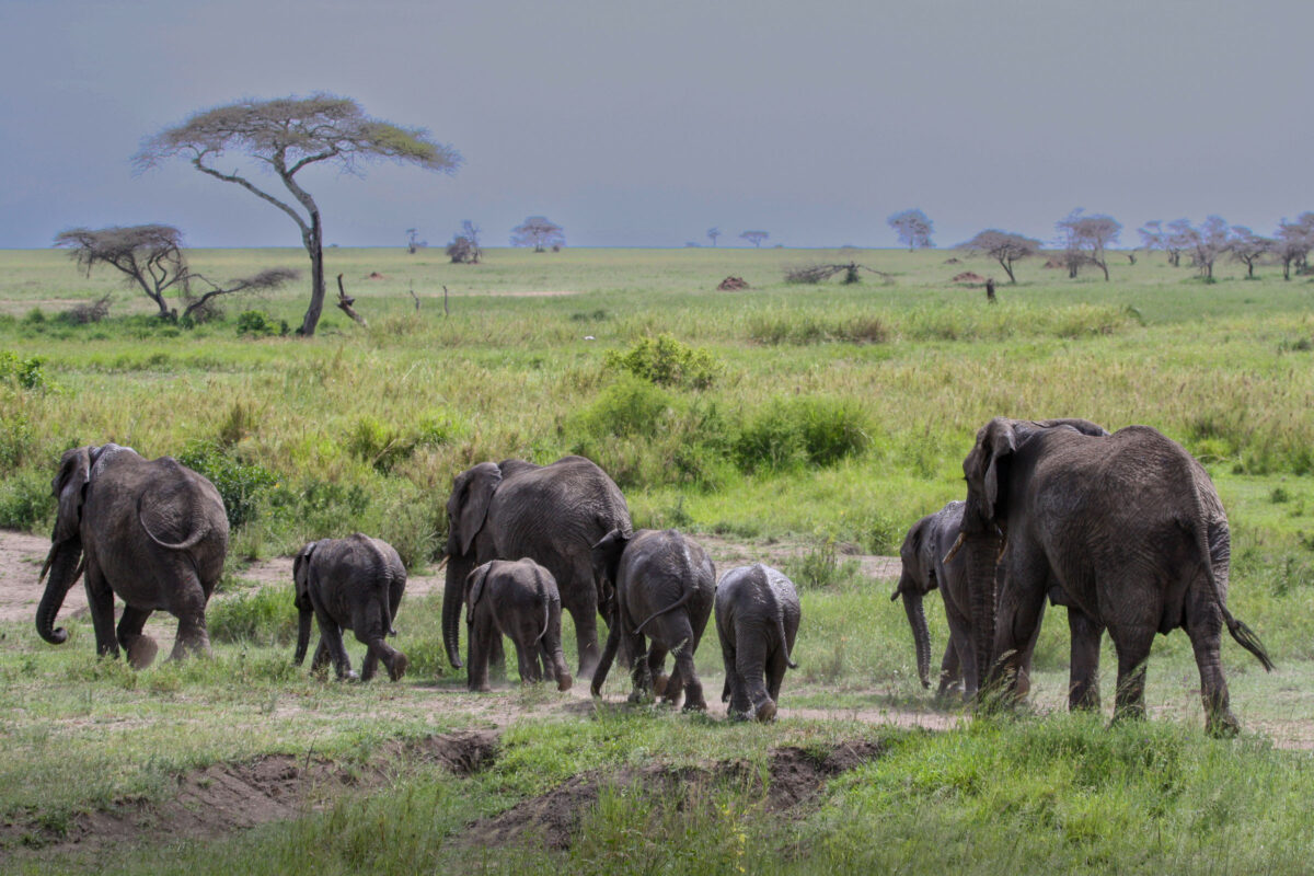 Elephants moving together in Serengeti National Park, Tanzania