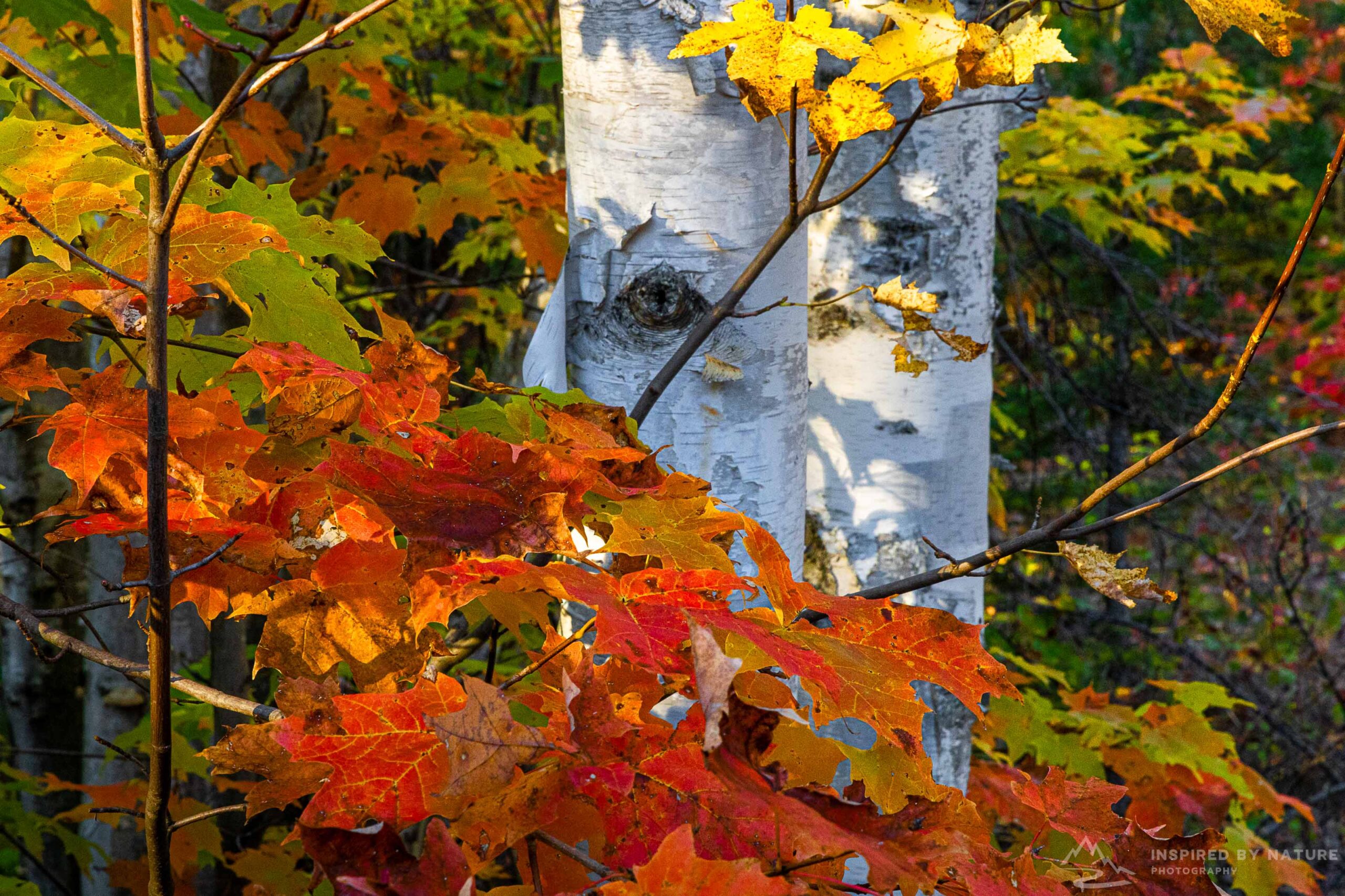 Landscape Photography - Forests and Fall Colors