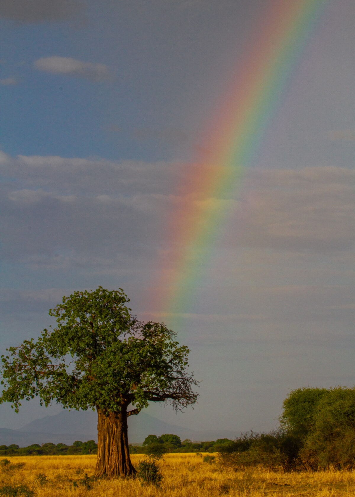 Rainbow above a baobab tree on the plains in Tanzania