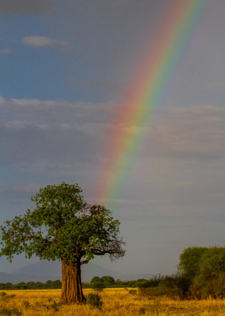 Rainbow above a baobab tree on the plains in Tanzania