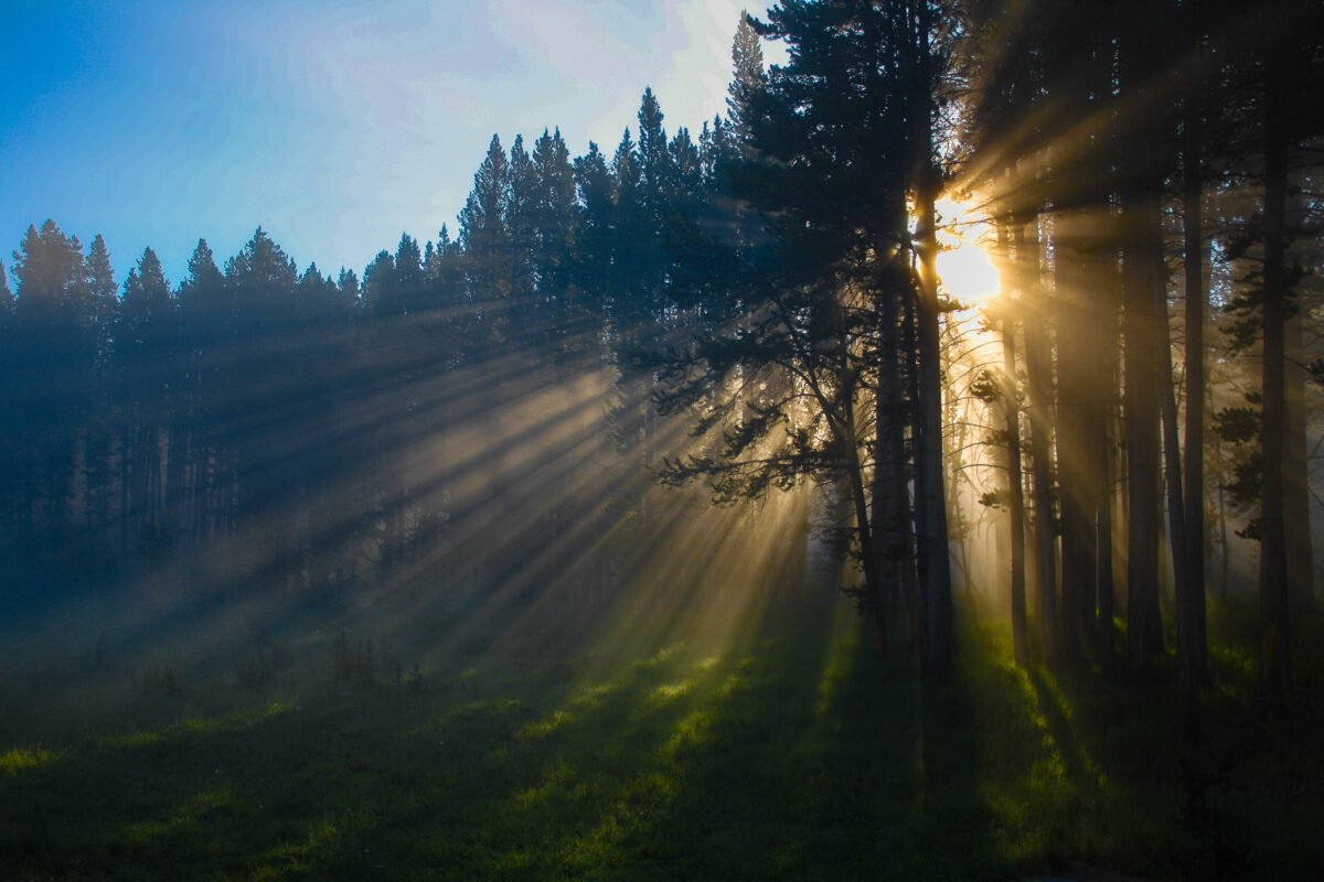Sunrise light rays filtering through pine trees in Yellowstone National Park, Wyoming