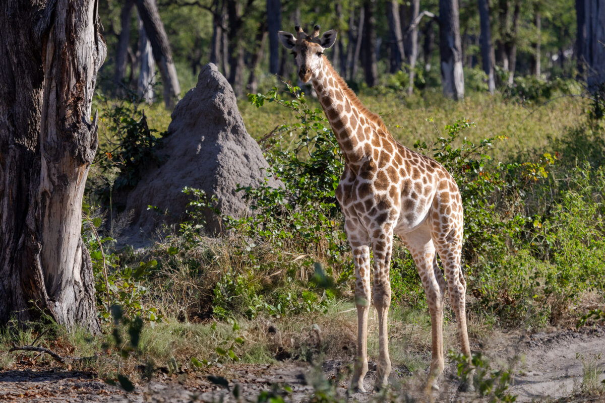 Giraffe standing tall in Linyati Reserve, Botswana
