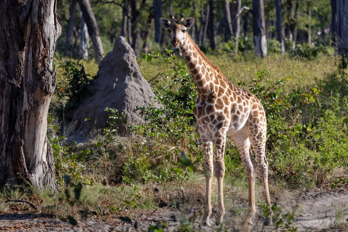 Giraffe standing tall in Linyati Reserve, Botswana