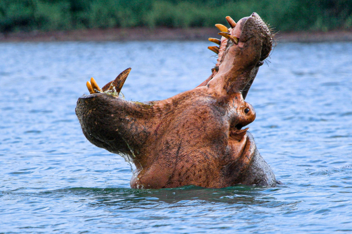 Hippo Reaching for the Skies in Kruger National Park, South Africa