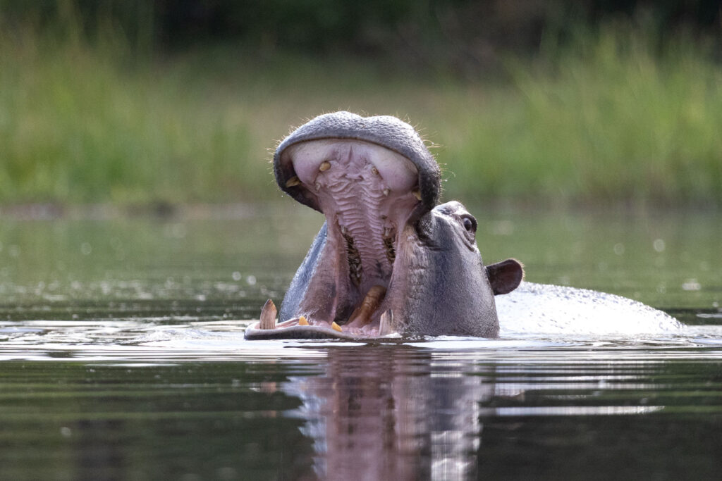 Hippos of the Okavango in Khwai Conservancy, Botswana