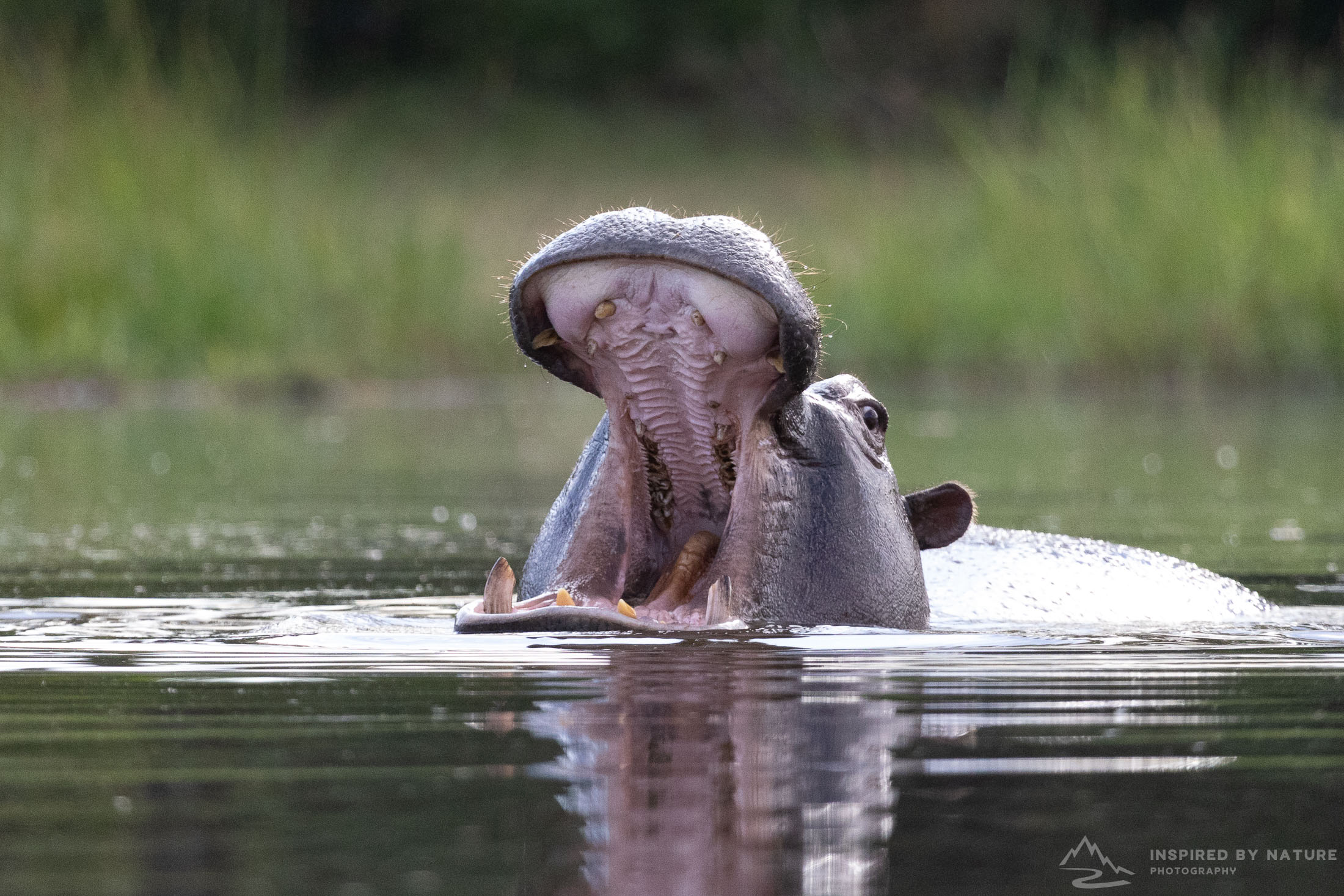 Chobe and Okavango - Africa Location Gallery