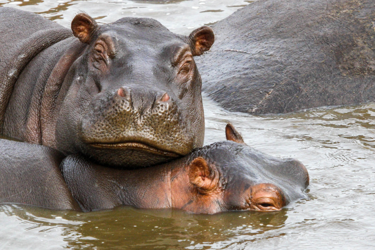 Hippo Pool in Serengeti National Park, Tanzania