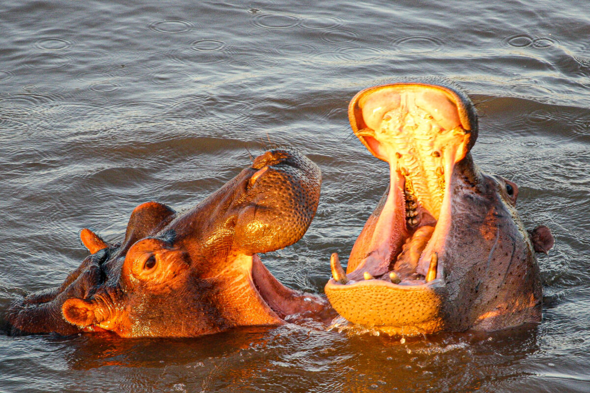 Hippo Portrait in Kruger National Park, South Africa