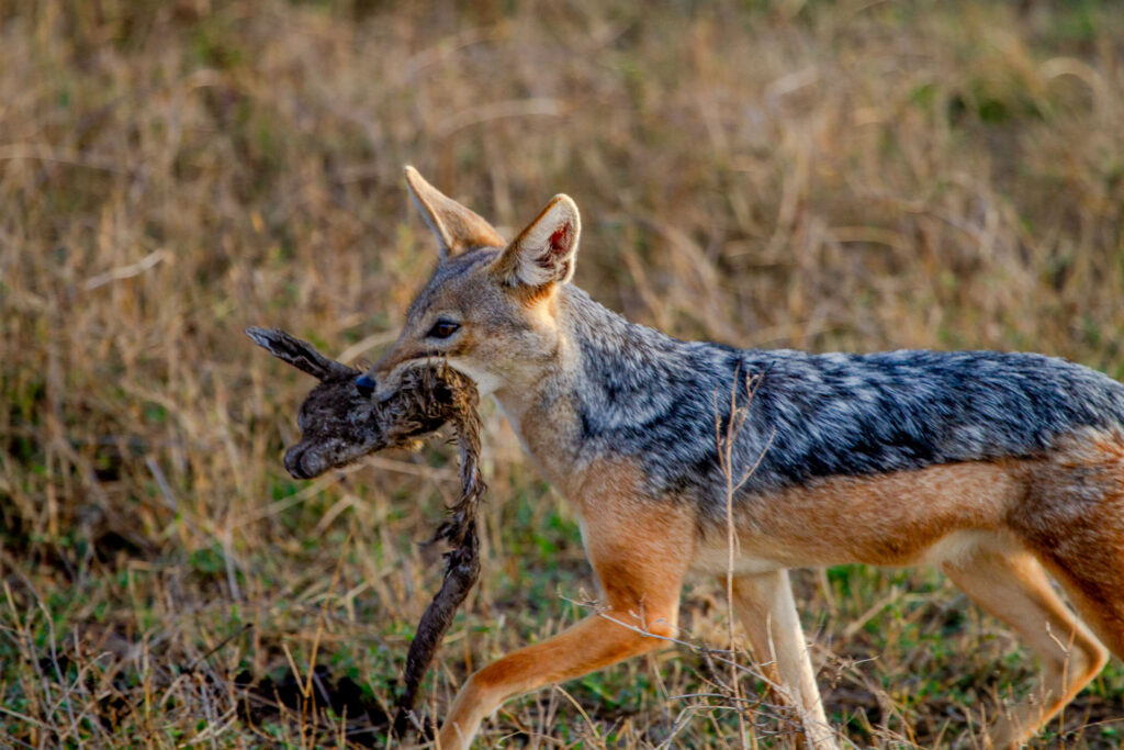 Jackal Scavenging in Ngorongoro Conservation Area, Tanzania