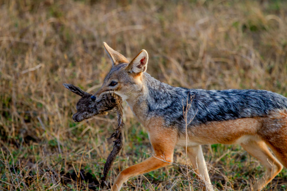 Jackal Scavenging in Ngorongoro Conservation Area, Tanzania