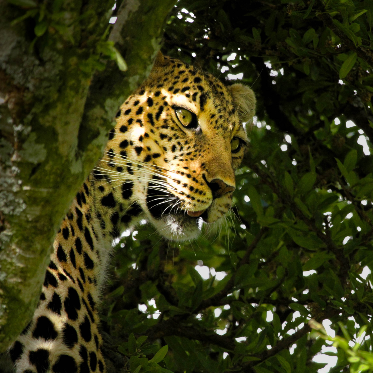 Leopard Hiding in Tree in Masai Mara National Reserve, Kenya