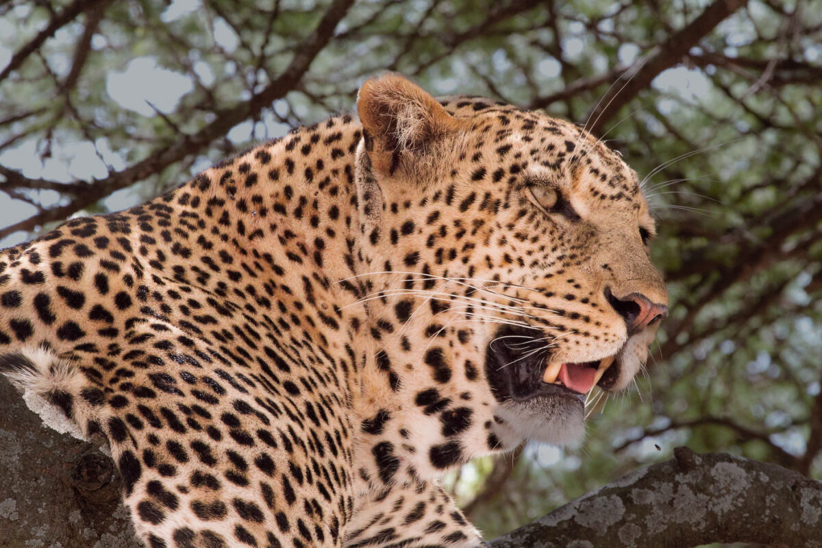 Leopard Portrait in the Serengeti National Park, Tanzania