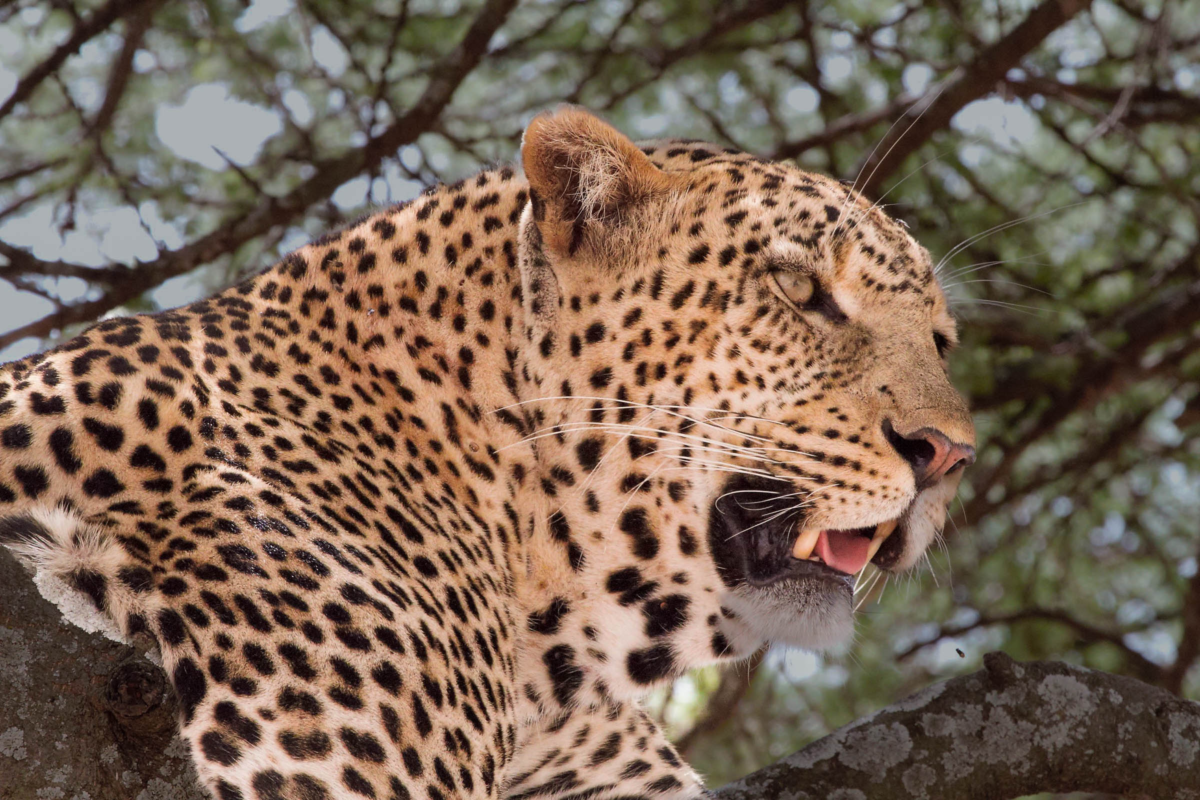 Leopard Portrait in Tree in the Serengeti National Park, Tanzania