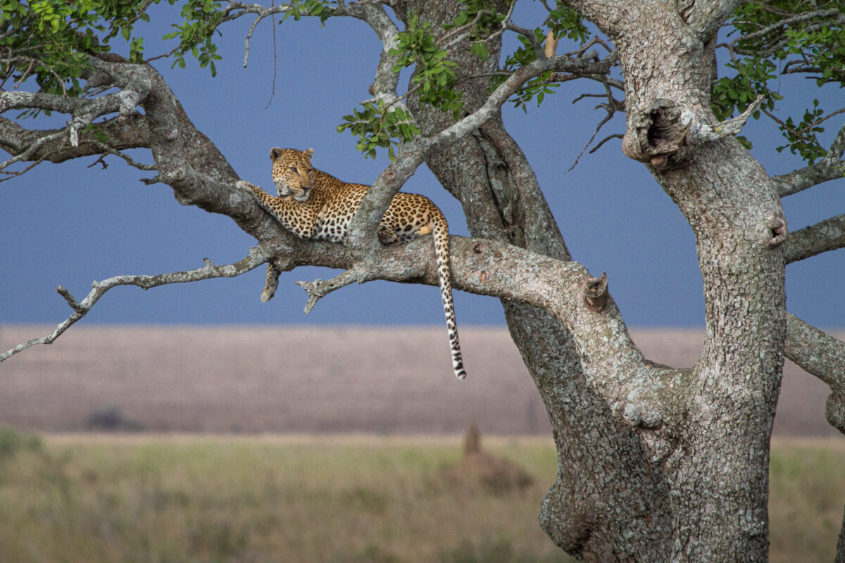 Leopard in Serengeti National Park, Tanzania