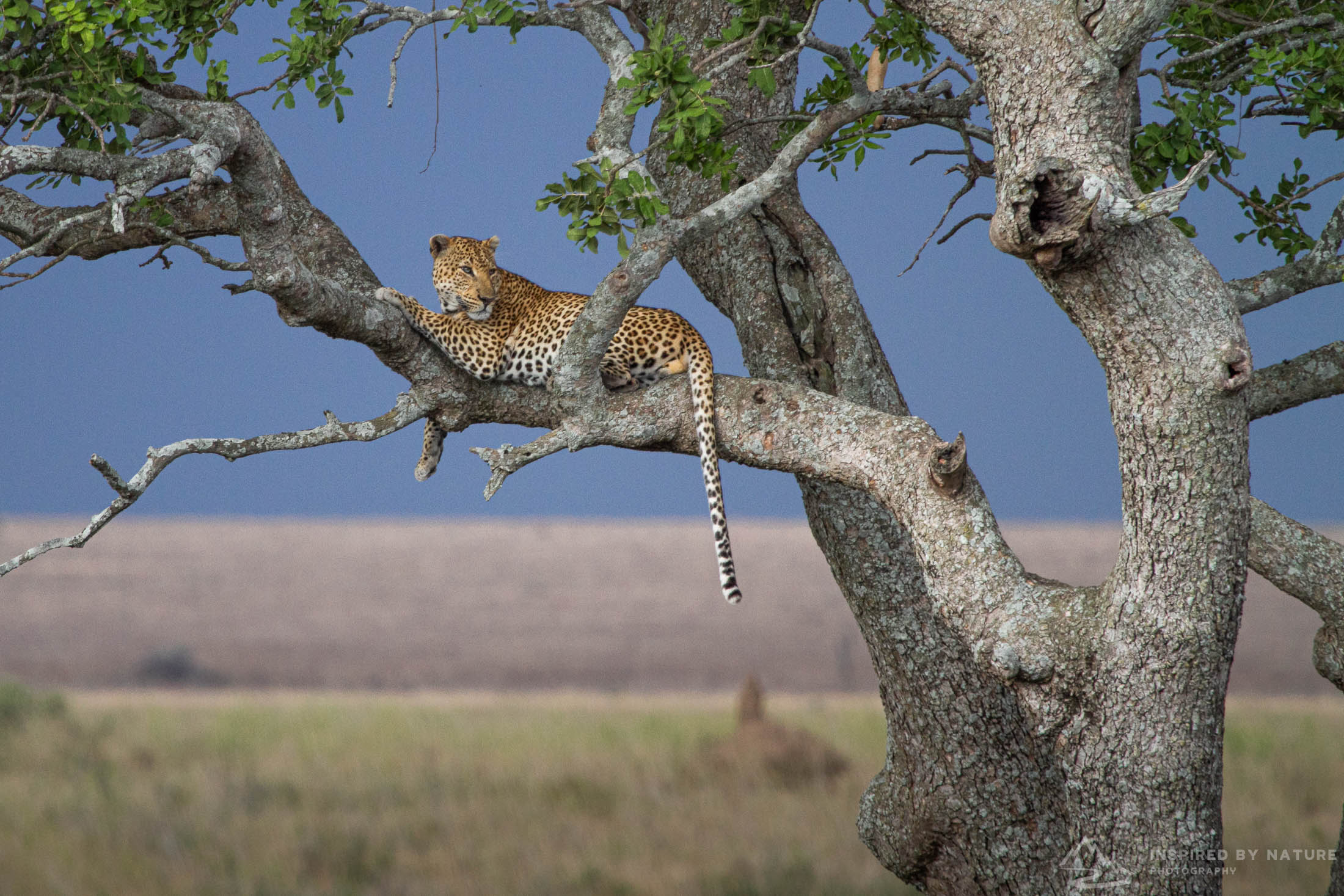 Serengeti - Africa Location Gallery