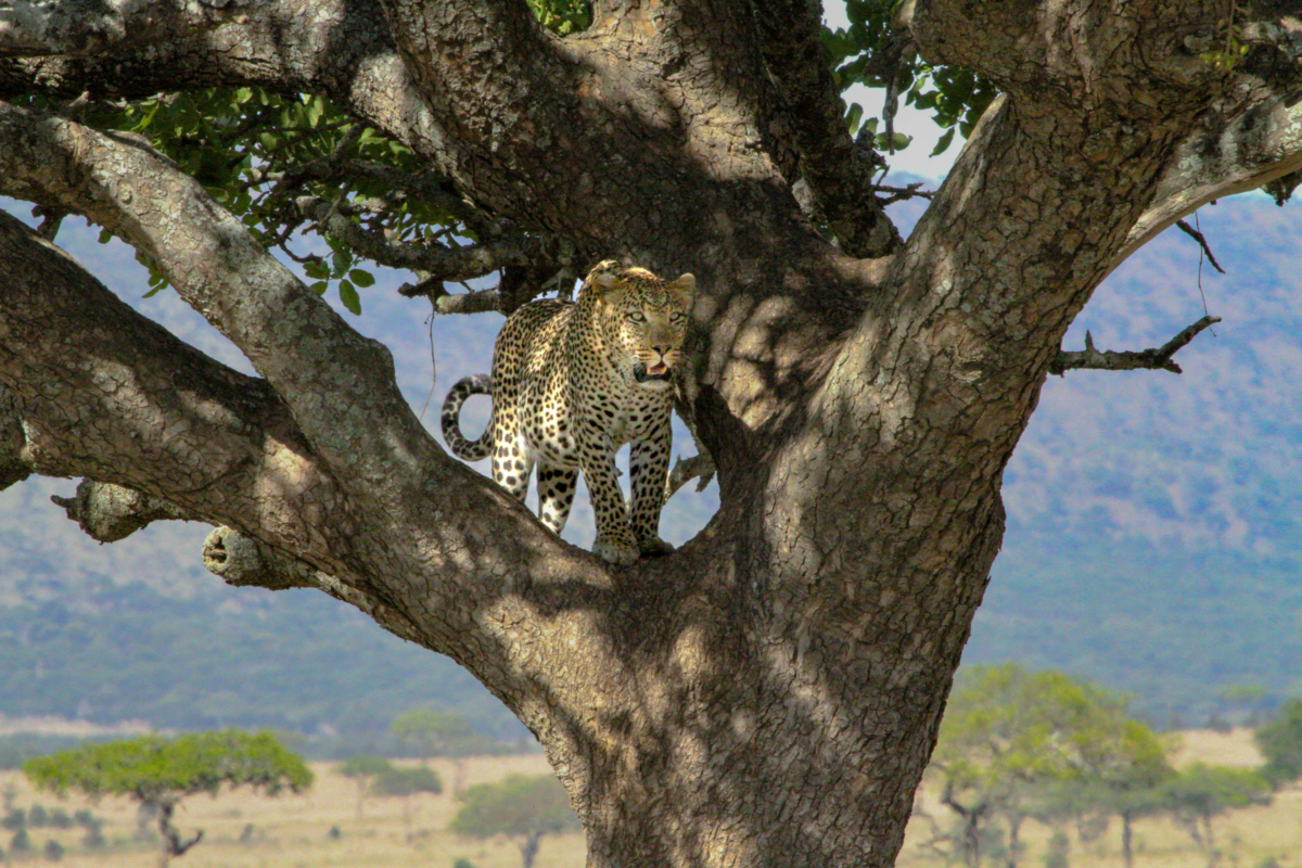 Leopard hidden in the trees in Serengeti National Park, Tanzania