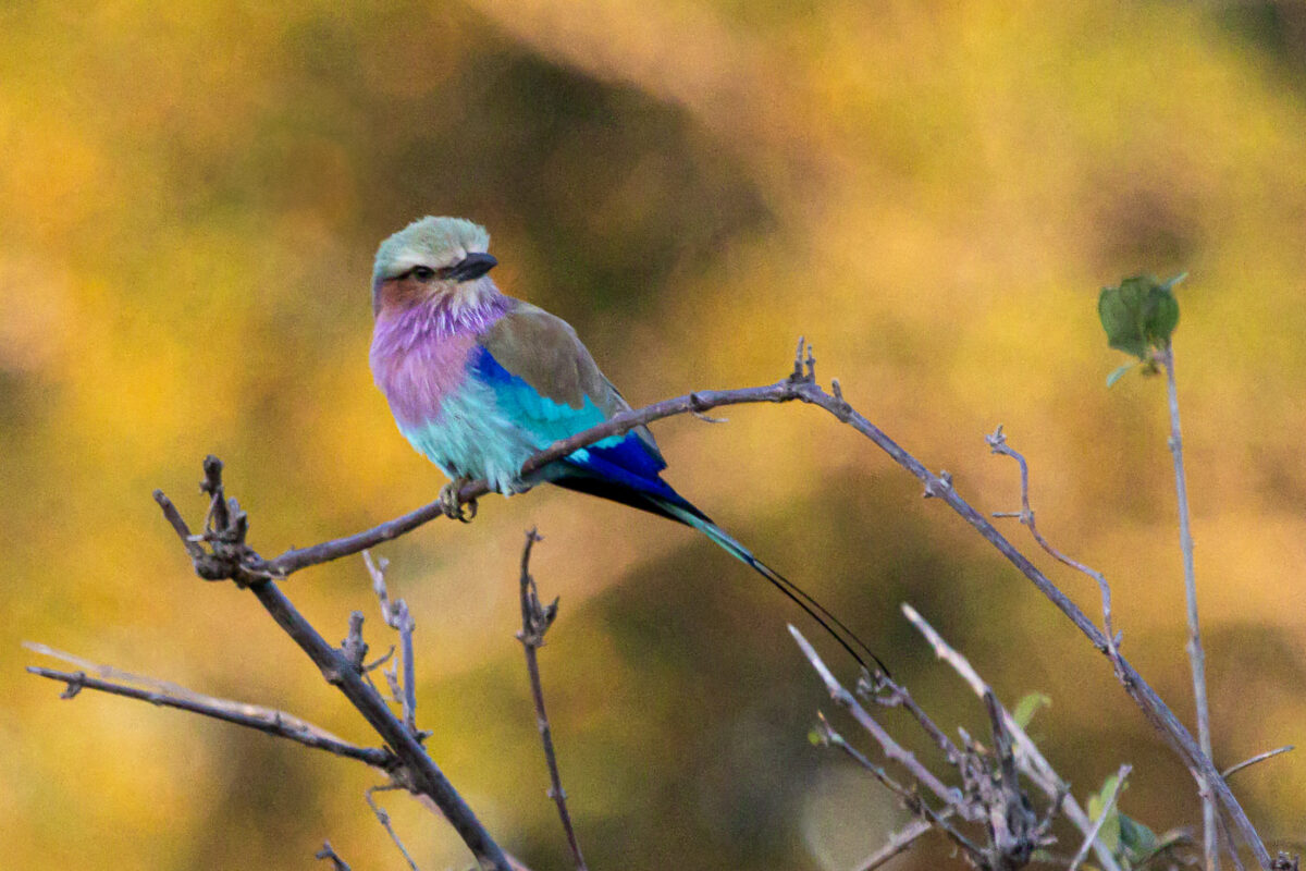 Lilac-Breasted Roller on a limb in Linyati Reserve, Botswana