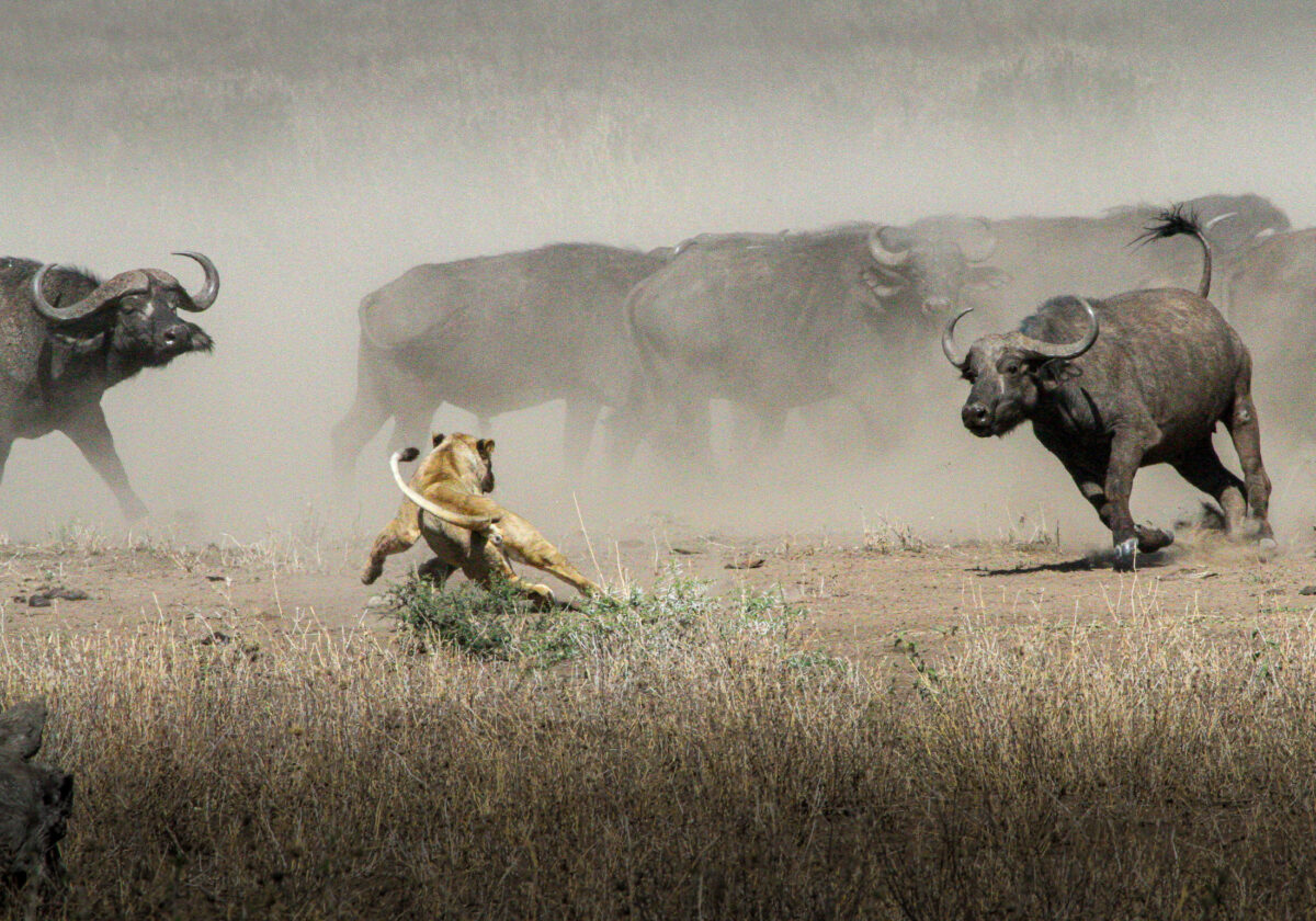 Lion and buffalo interaction in Serengeti National Park, Tanzania