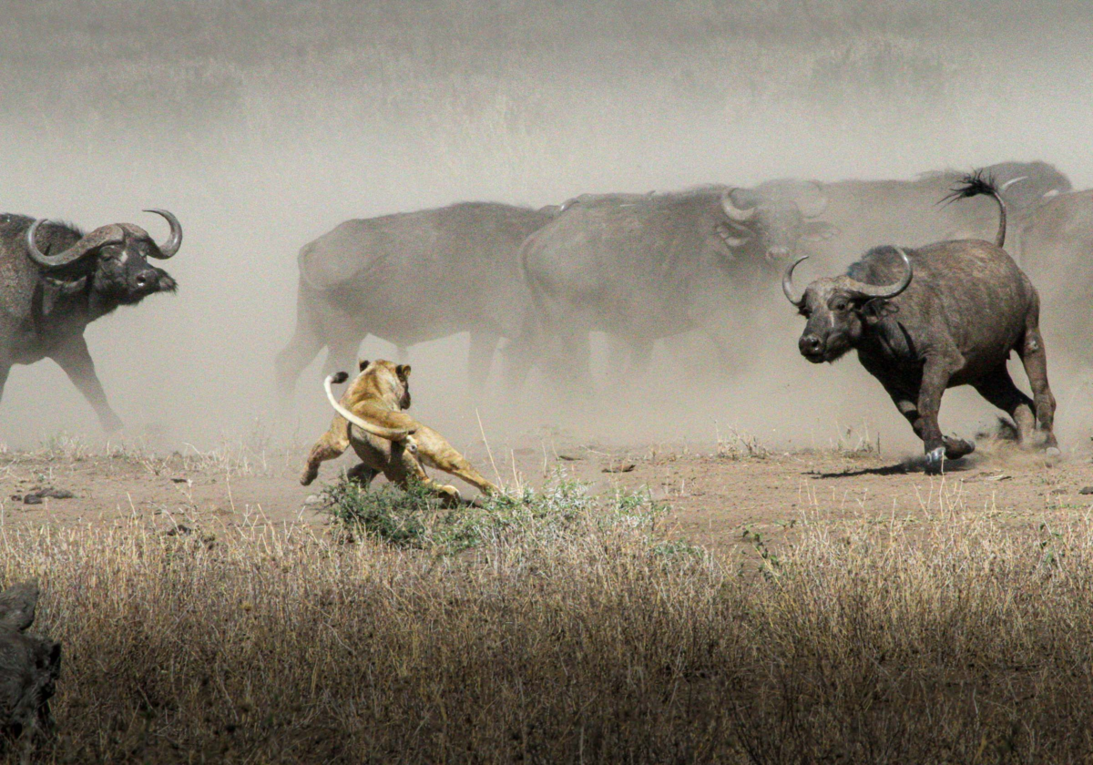 Lion and buffalo interaction in Serengeti National Park, Tanzania