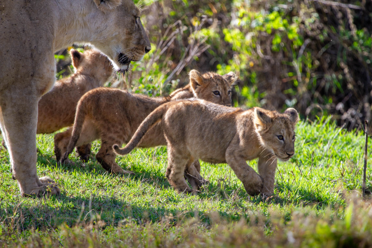 Lion Cubs under the watchful eye of their mother in the Ngorongoro Conservation Area, Tanzania