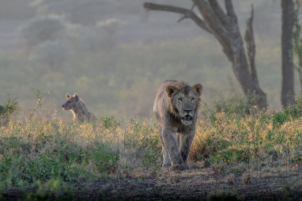 Lion and hyena in the Ndutu Wilderness, Tanzania