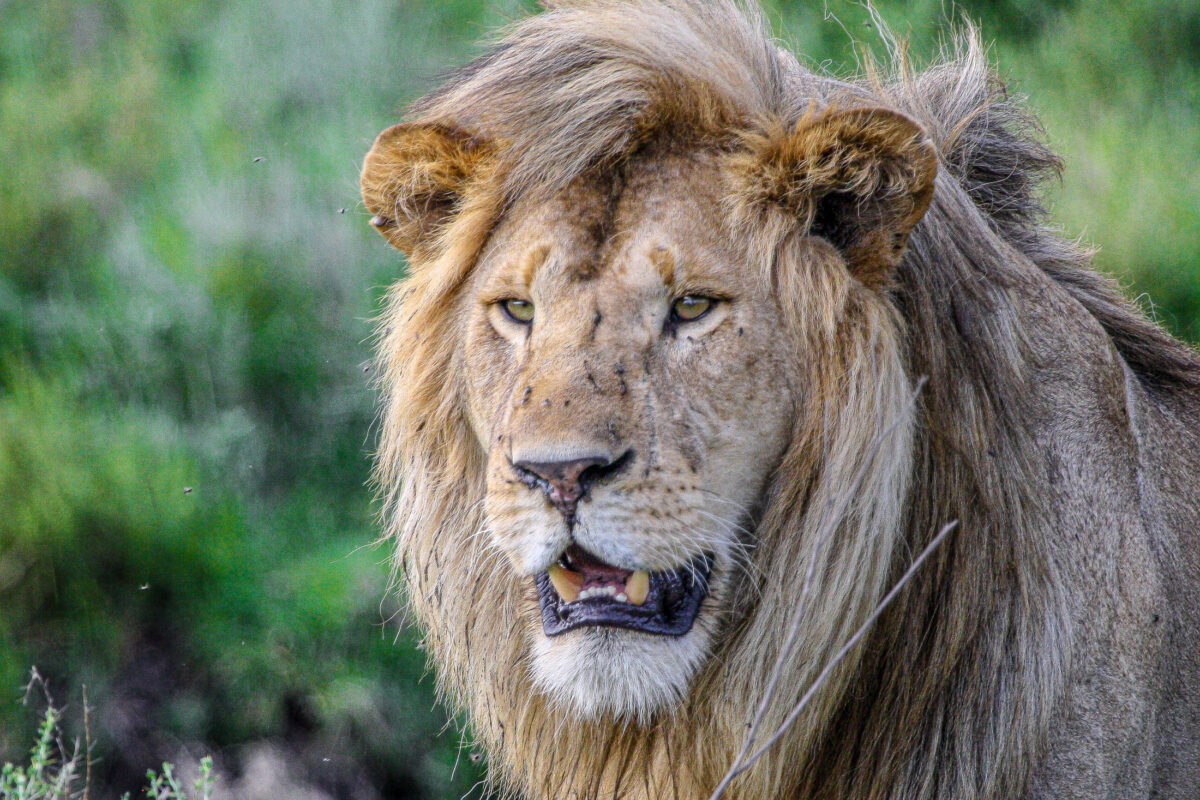 Lion portrait in Serengeti National Park, Tanzania