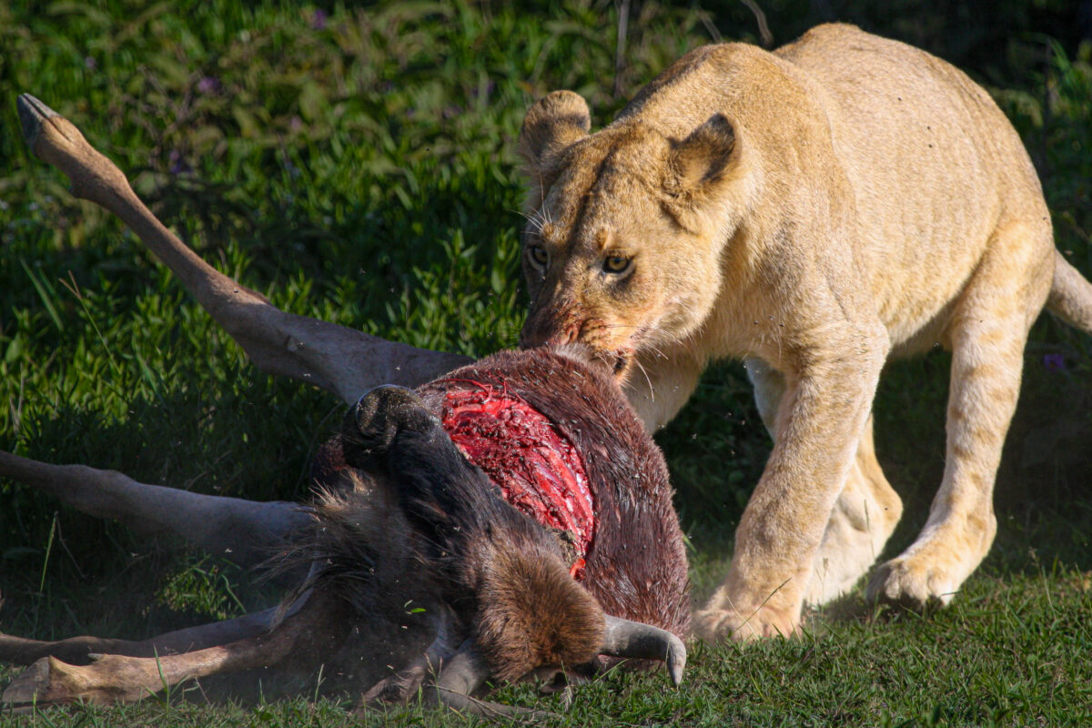 Lion predation in Serengeti National Park, Tanzania