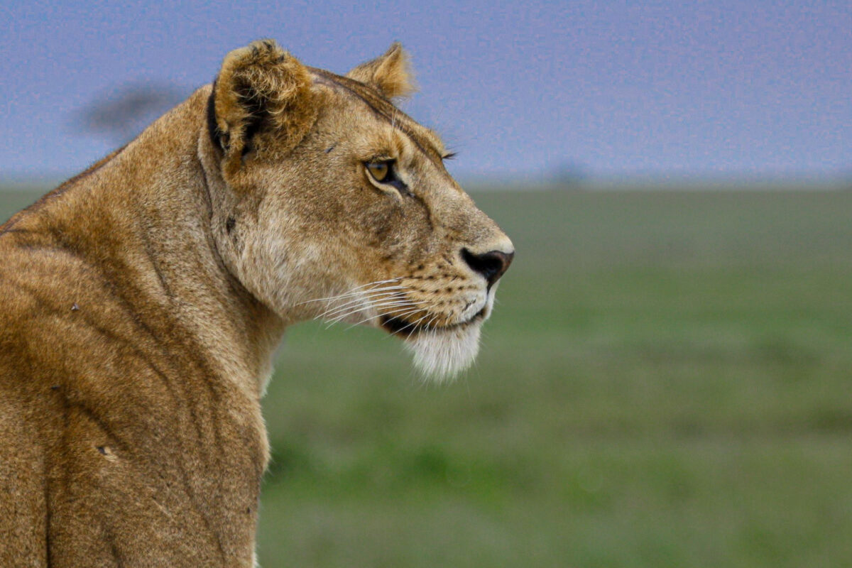 Watchful Lion in Serengeti National Park, Tanzania