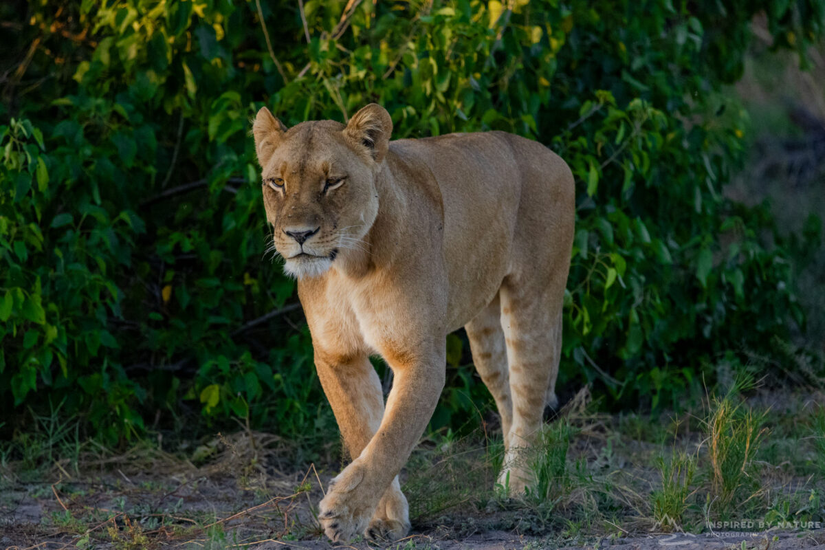 Lioness in Linyati Reserve, Botswana