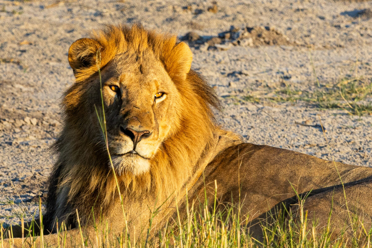Male lion in Khwai Conservancy, Botswana