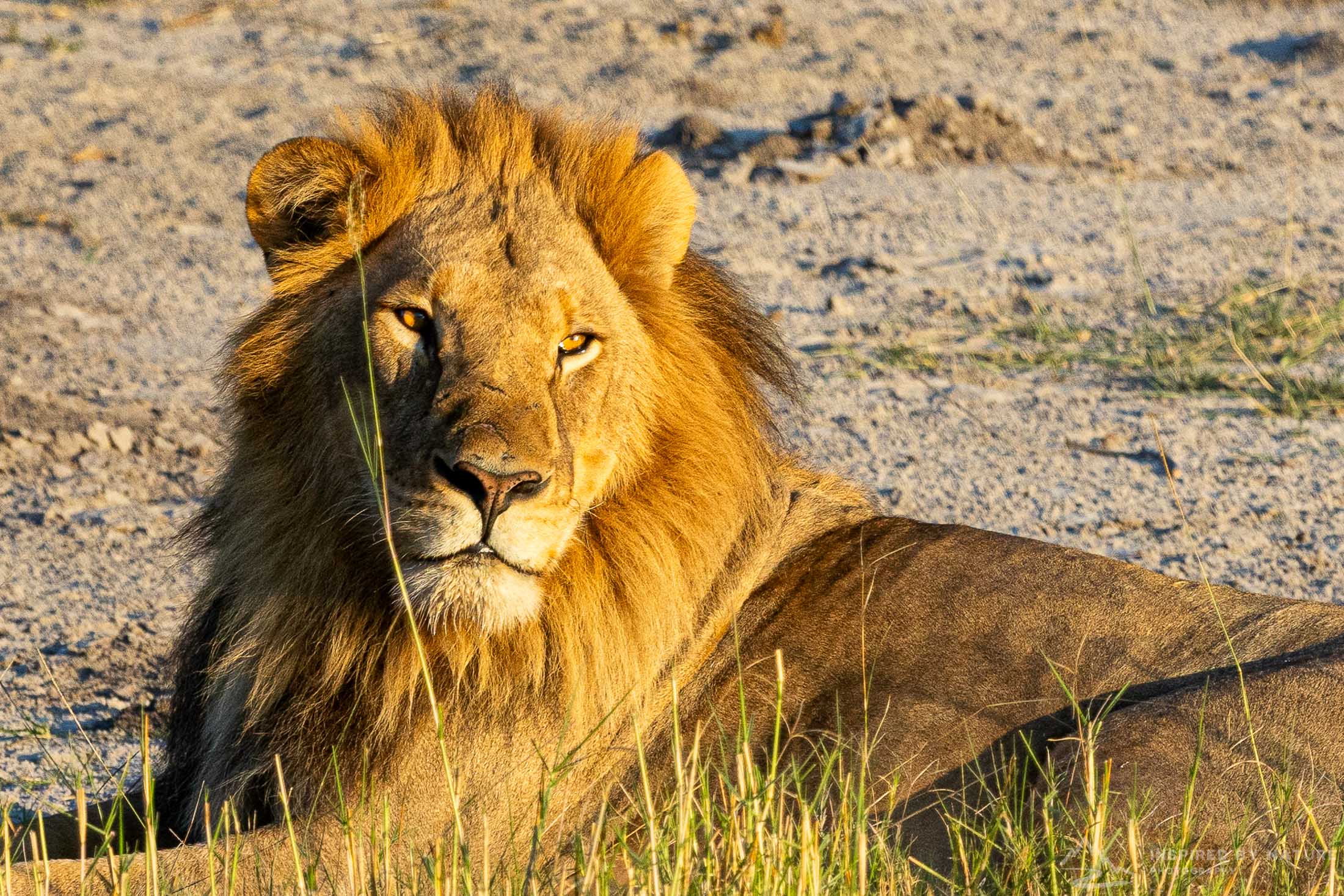 Wildlife Photography - Africa